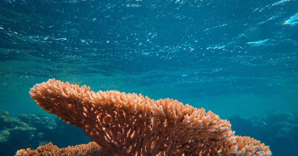 image of coral reef under ocean. coral reef crisis