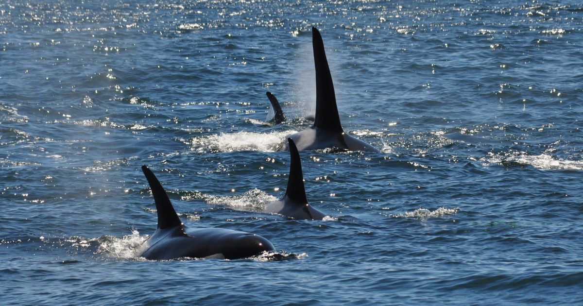 wild orcas off Puget Sound, how many orcas are left