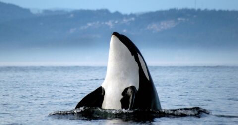image of orca, story of orca called lolita and toki