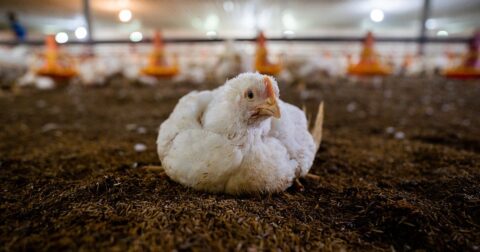 image of chicken sitting on dirt floor, modern meat production