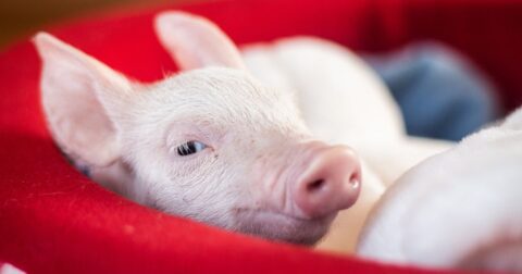 close-up of an infant pig, farm sanctuaries