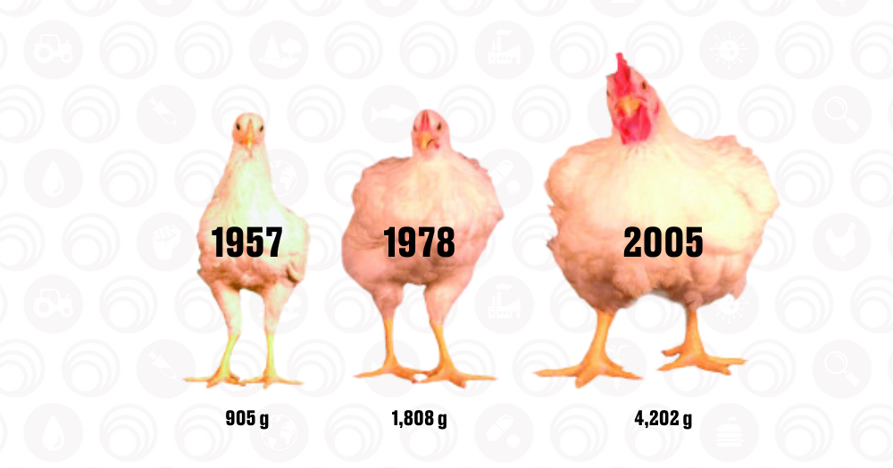 images of farmed chickens in increasing sizes starting in 1957, 1978 and 2005 modern meat production