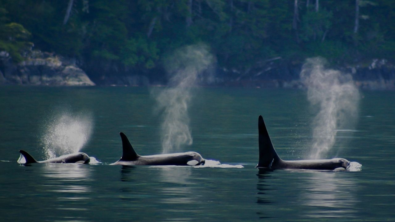 image of orcas underwater, Sentient Media podcast