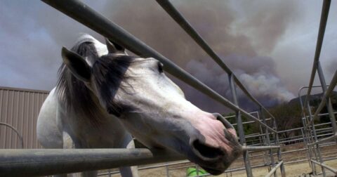 A horse is seen at a ranch, as a wildfire burns.