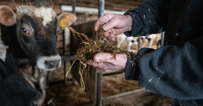image of worker hands with feed in front of image of cow, Biden department farm labor investigations
