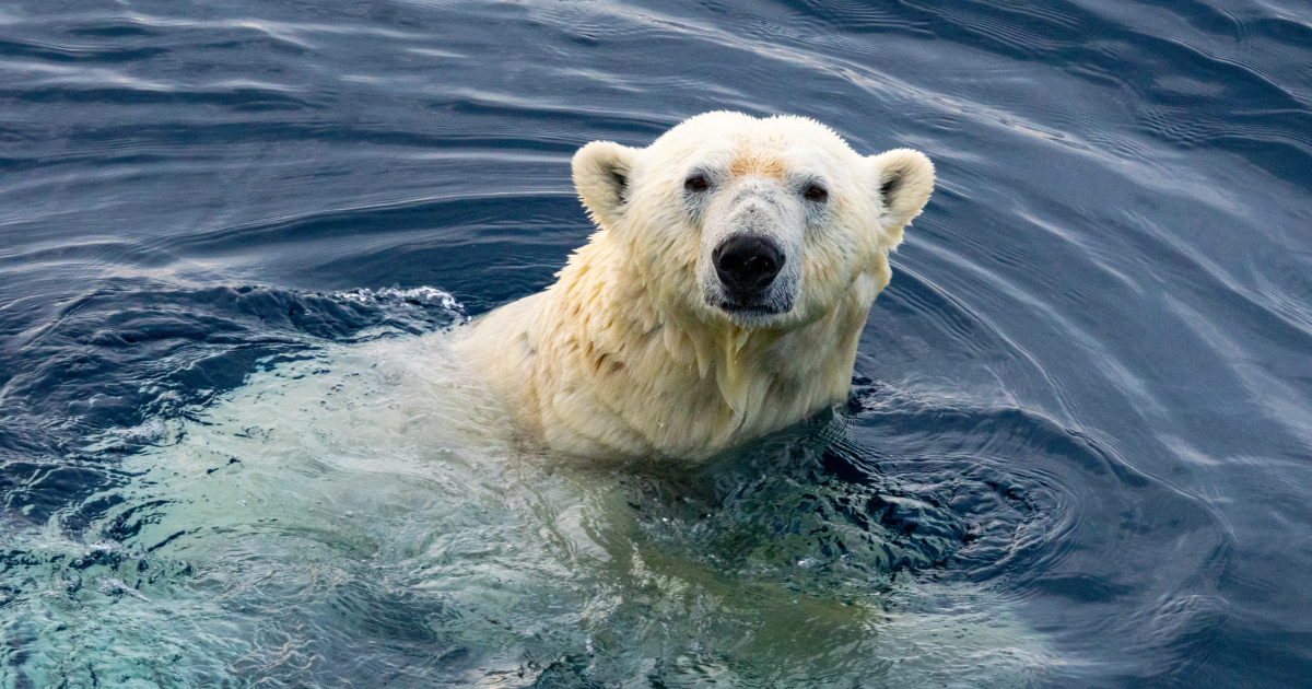 image of polar bear in water, forever chemicals in wildlife