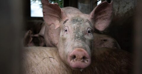 image of pig in factory farm peaking out from between bars, EATS Act