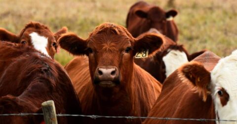 image of beef cattle on pasture, regenerative agriculture explainer
