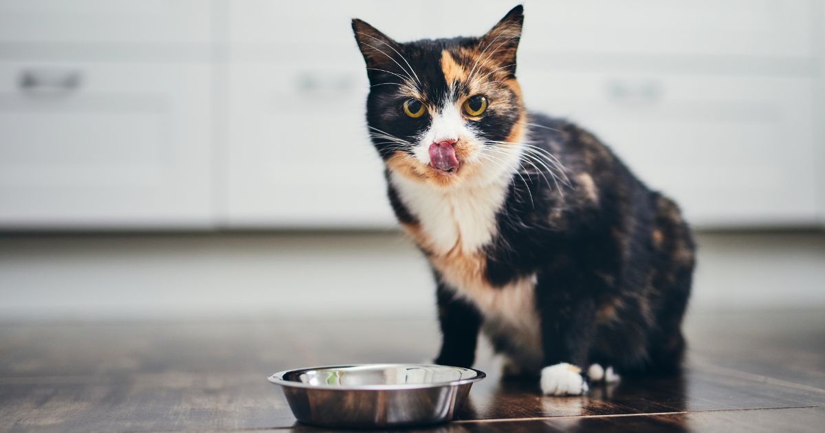 image of cat with food bowl, pet food environmental impact