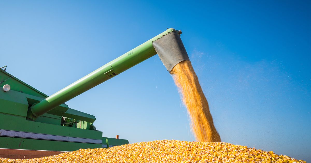 image of corn harvest, monoculture
