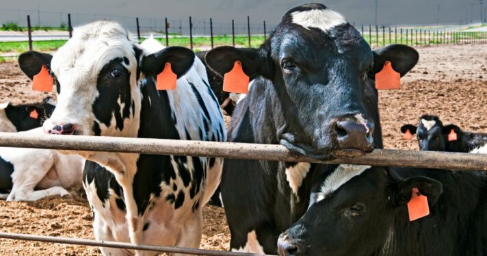 black and white steers gaining weight on beef feedlot in central Colorado