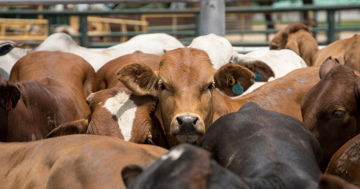 image of cow on crowded feedlot, inflation reduction act, agriculture emissions