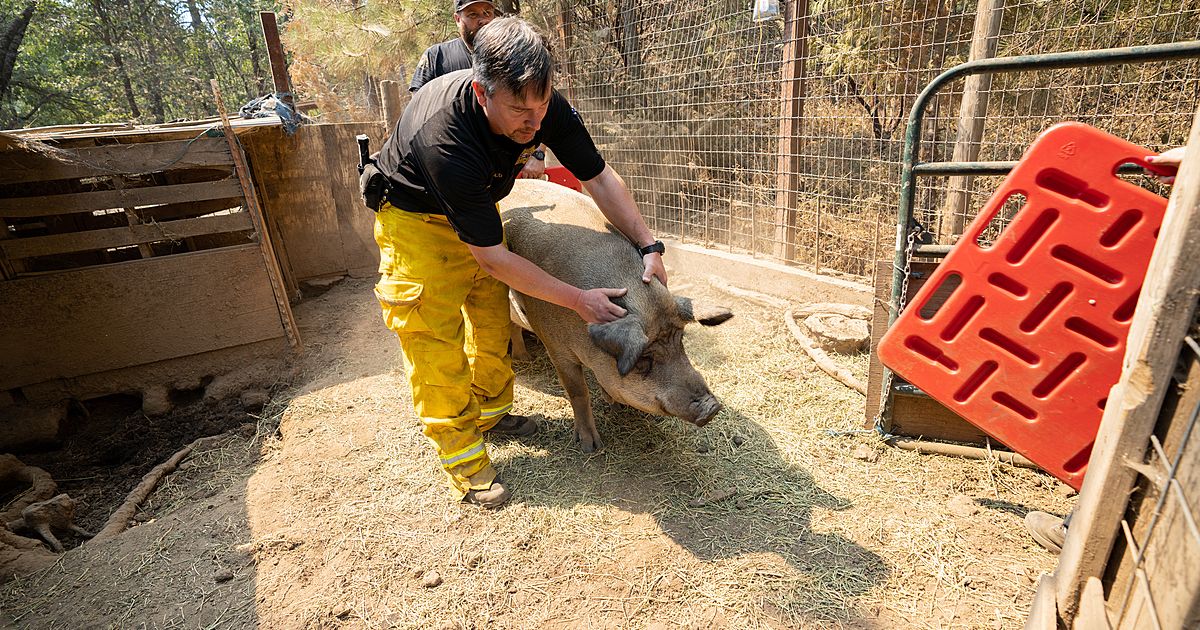 image of firefighter rescuing pig in Sierra foothills fires, how do wildfires affect animals explainer