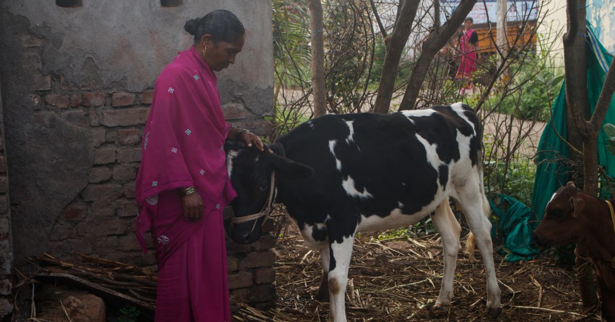 Of 50-year-old farmer Sangeeta Yadav’s three cows, two contracted Lumpy. One was infected with Lumpy twice, once in 2022 and again in the first half of 2023. 