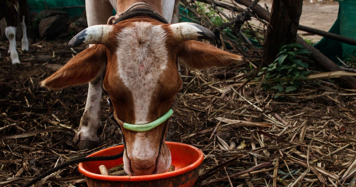a cow drinks water -- As per the Food And Agriculture Organization’s (FAO) 2020 report, Lumpy caused $1.45 billion in direct losses of livestock and production in South, East, and South East Asian countries. 
