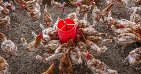 Chickens gather round feeding station at egg farm