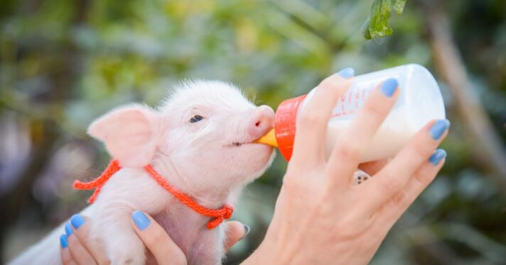 image of baby big held with bottle, open farm day