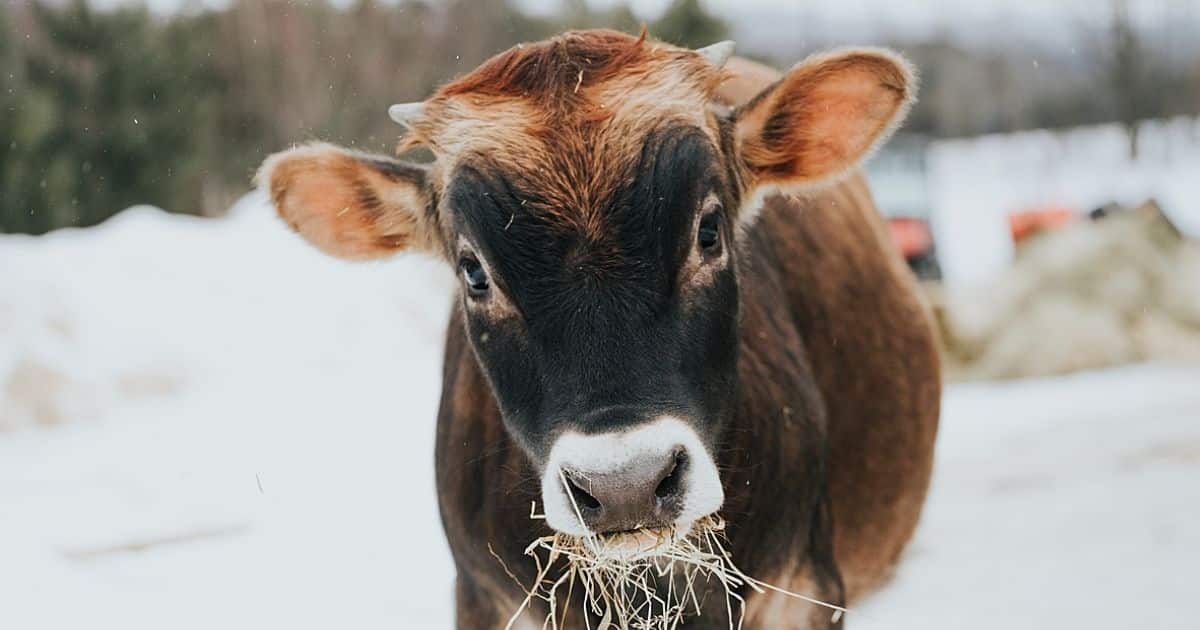photo of rescued jersey cow, just transition in food systems