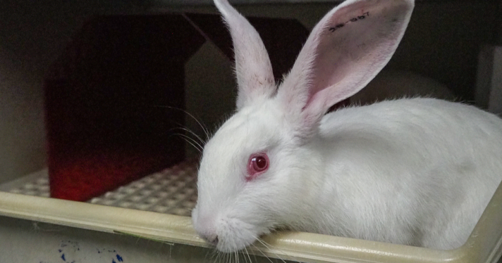 New Zealand white rabbit used for lab testing.