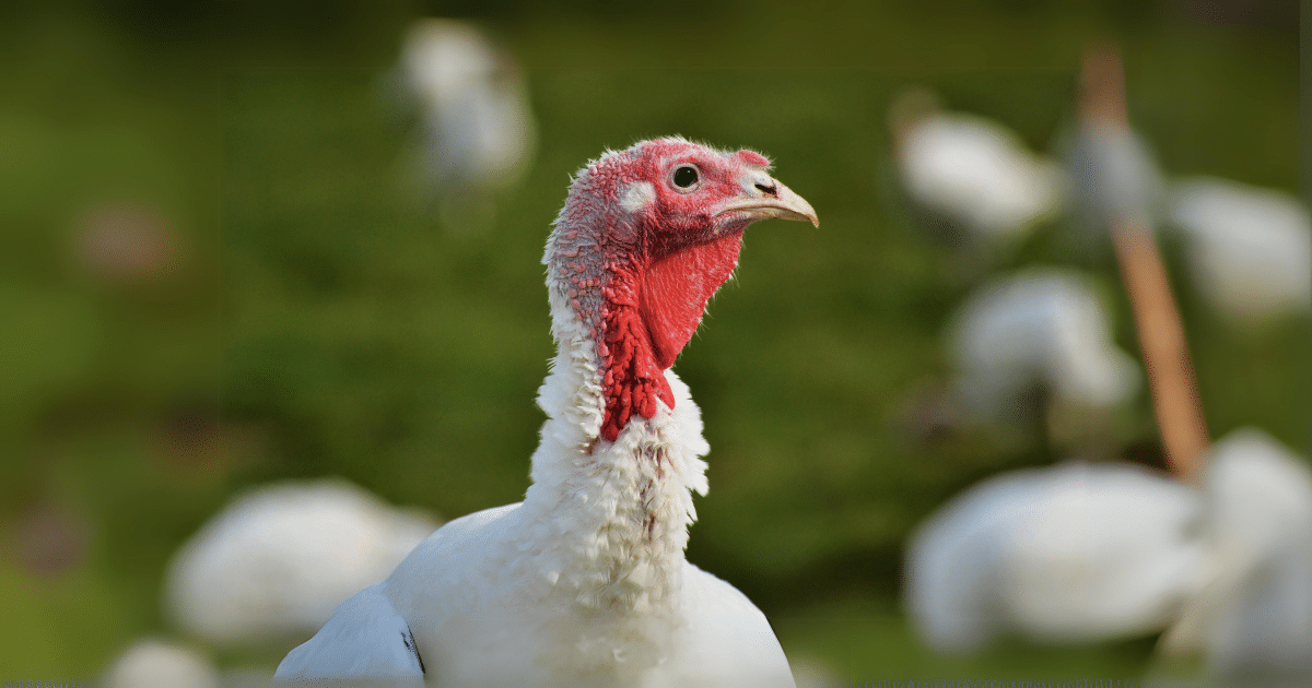 Closeup of a turkey