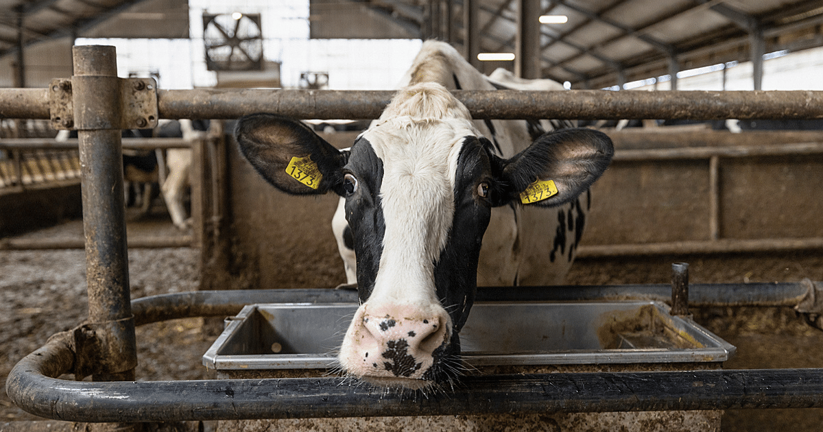 Closeup of a cow with ear tags on a farm.