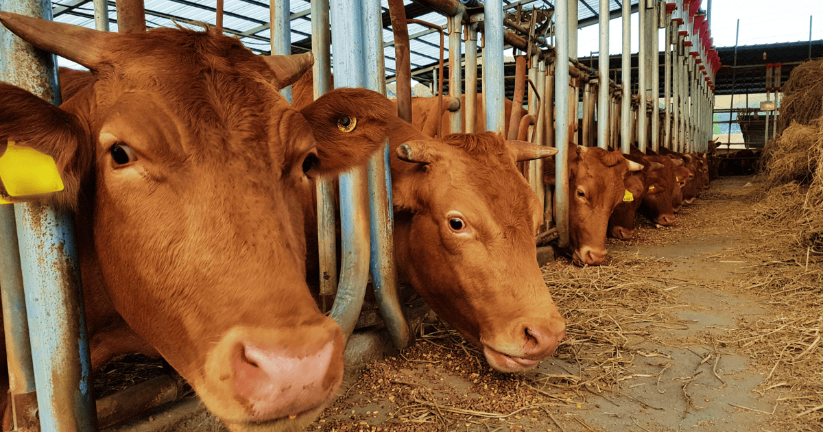 A close up of cows on a factory farm.