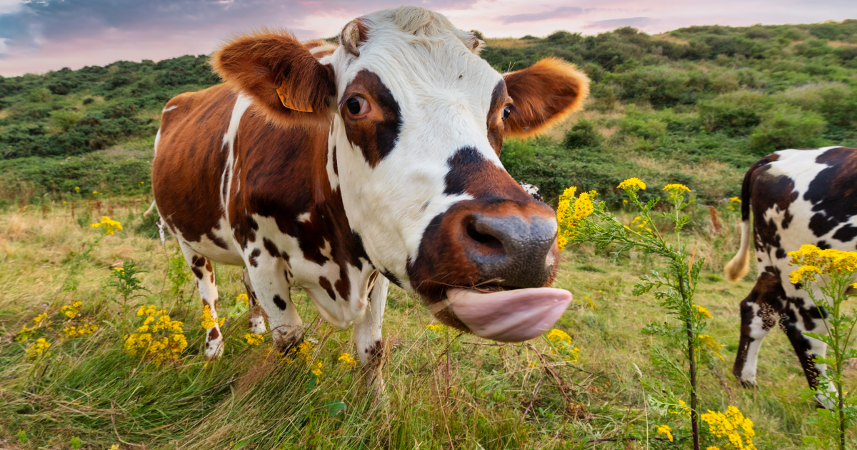A brown and white cow in a field.