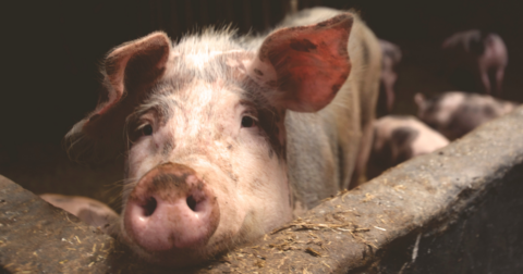Closeup of a pig's dirty face.