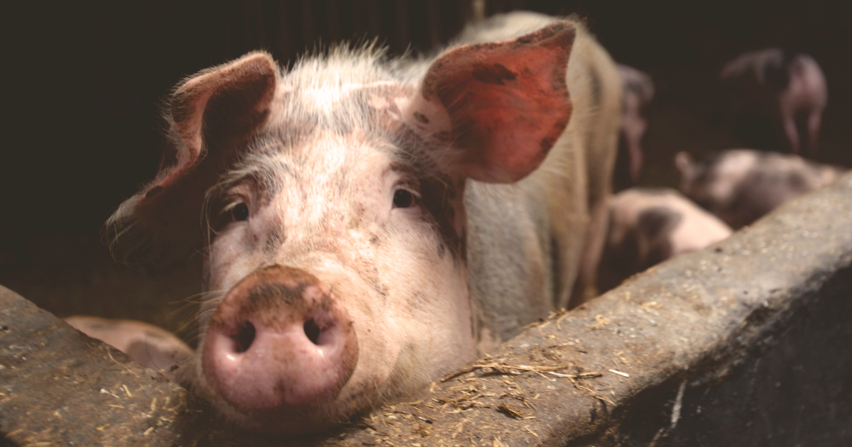 Inside The Fight — And Failure — Of North Carolina’s Ag-Gag Law