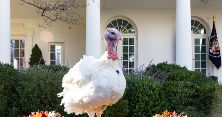 Peas, a 39-pound Broad Breasted White turkey from Huron, South Dakota, poses after being chosen for pardoning at the 2018 National Thanksgiving Turkey Presentation in Washington, DC.