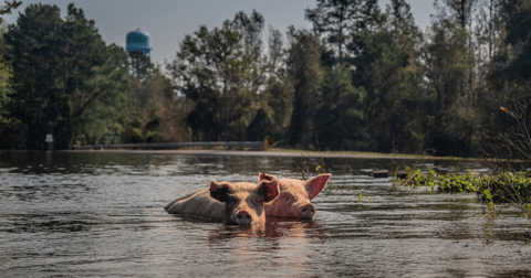 Two pigs swim through flood waters