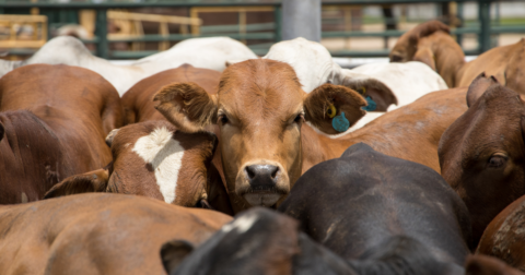 Cattle in a crowded feedlot