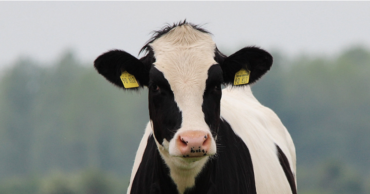 A black and white cow