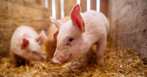 Closeup of pig on farm