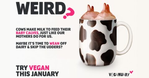 A Veganuary graphic showing a cow print mug with udders sticking out from the top. The text reads 