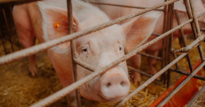 Closeup of pig on factory farm