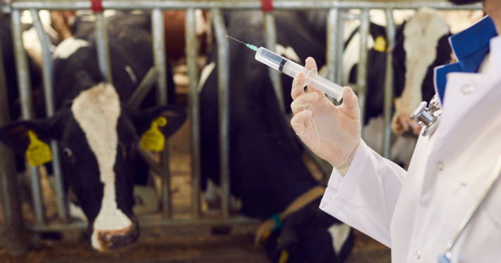 A vet holding syringe for dairy cow