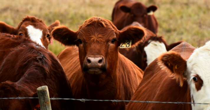 Closeup of beef cattle near a barbed wire fence