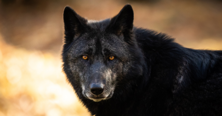 Closeup of a black wolf