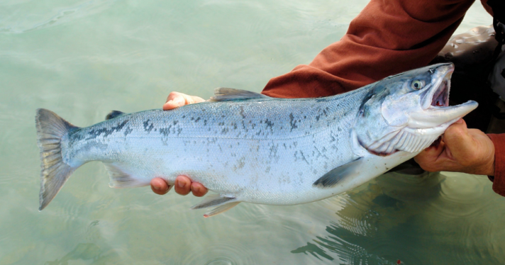 Closeup of caught salmon