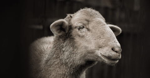 Closeup of sheep through a fence