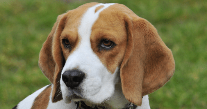Closeup of a beagle