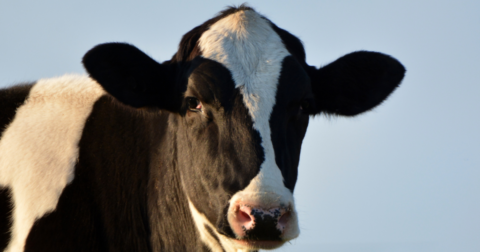 Closeup of cow