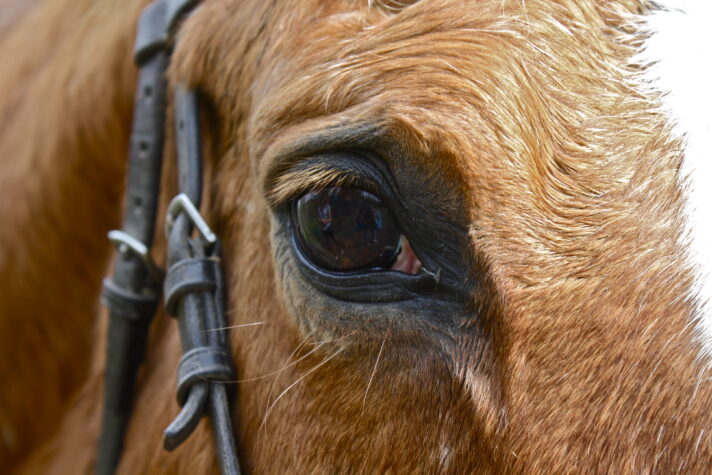 Closeup of a horse's face, centered on its eye.