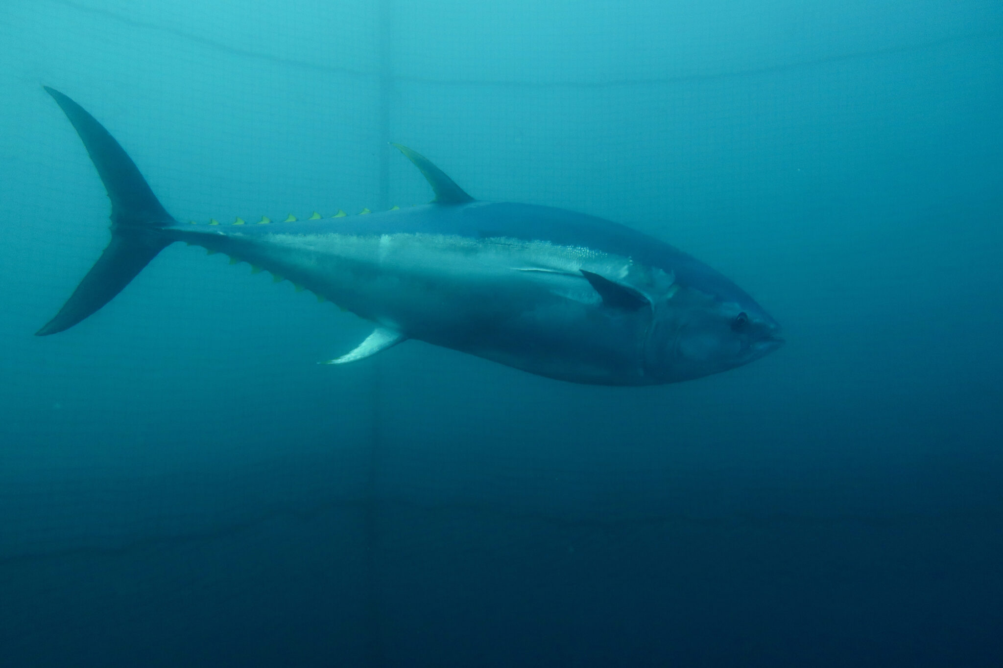 A bluefin tuna underwater