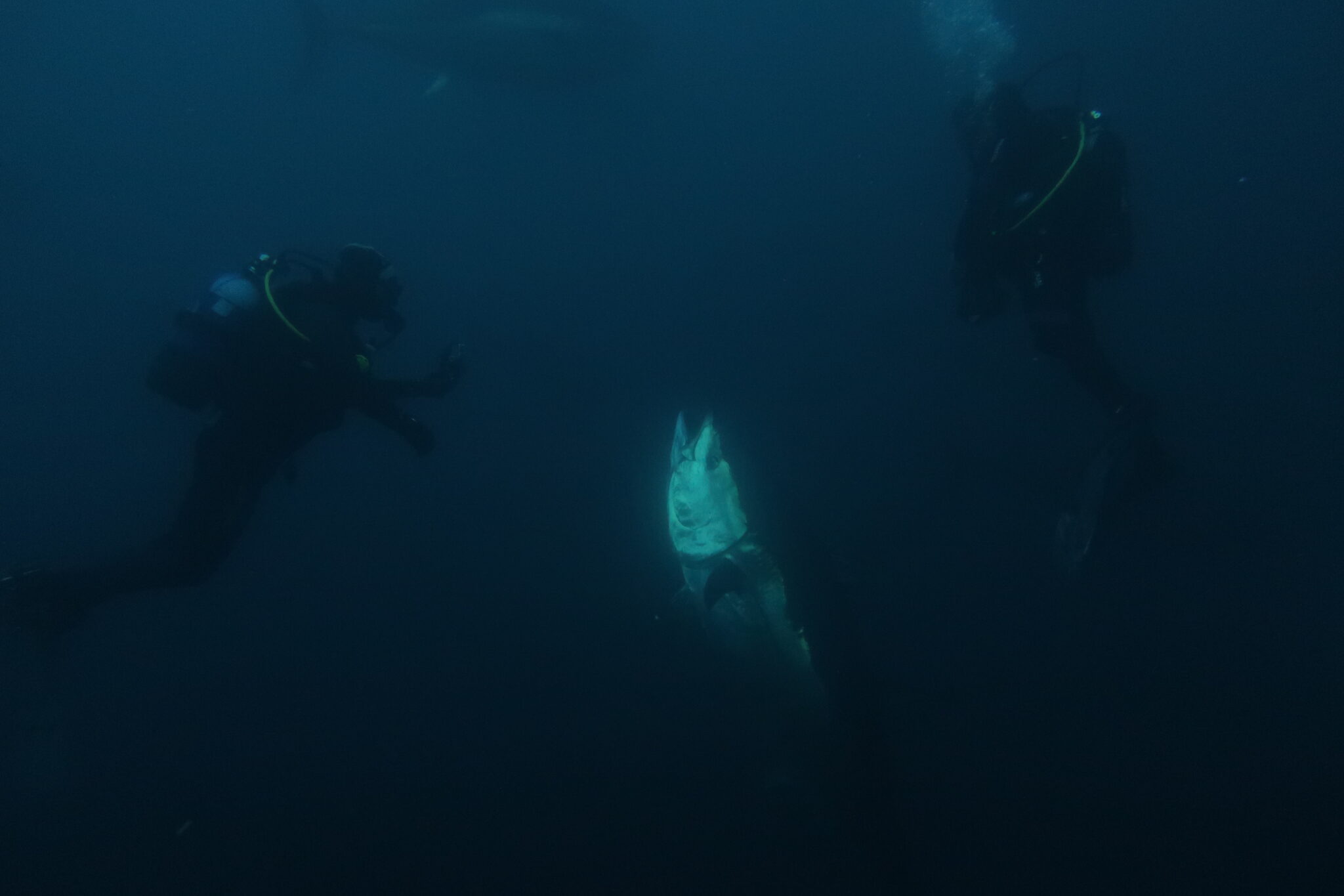 Two scuba divers underwater with a bluefin tuna