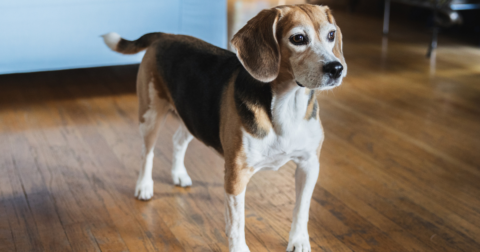 A beagle standing on a wood floor