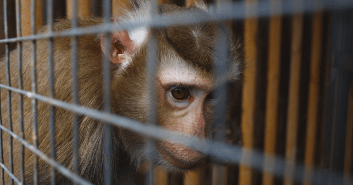 Closeup of monkey in a cage