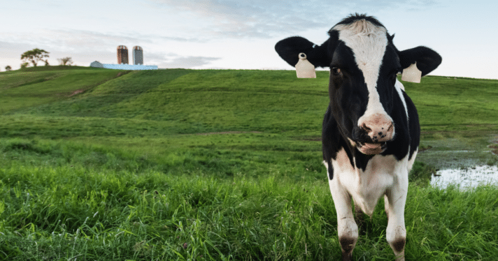 A cow on a dairy farm