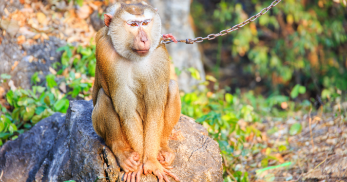A monkey chained